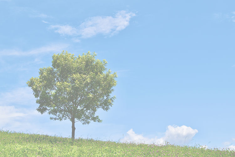 白内障の見え方